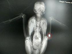 Radiografia pallino